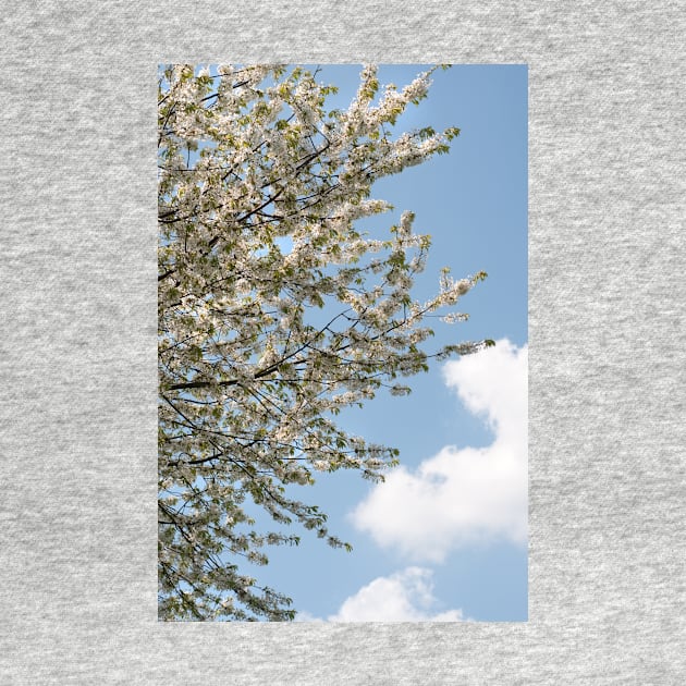 A tree flowering with White Cherry blossom with Blue Sky by richflintphoto